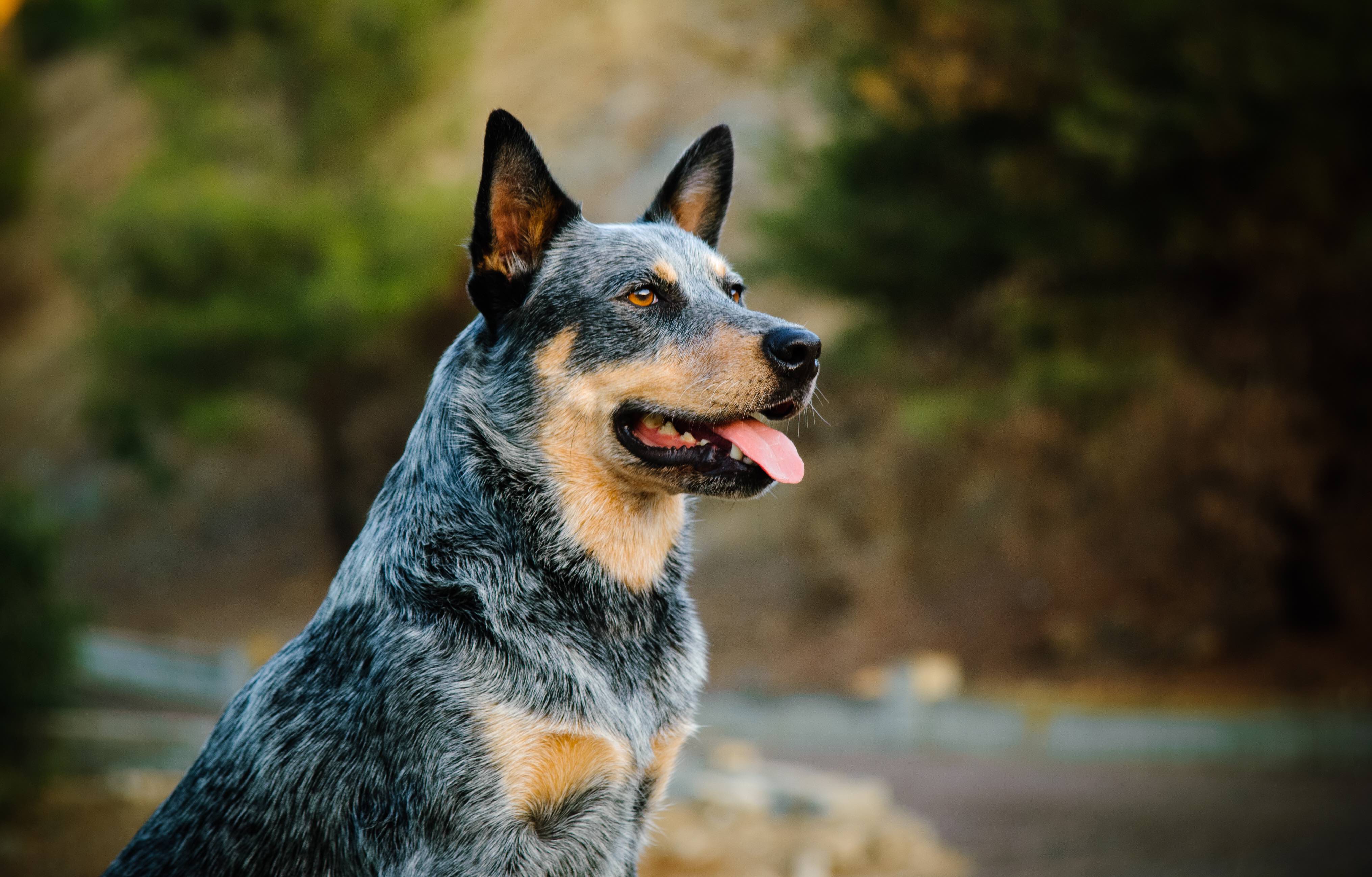 肖像的盐和胡椒澳洲牧牛犬坐在外面