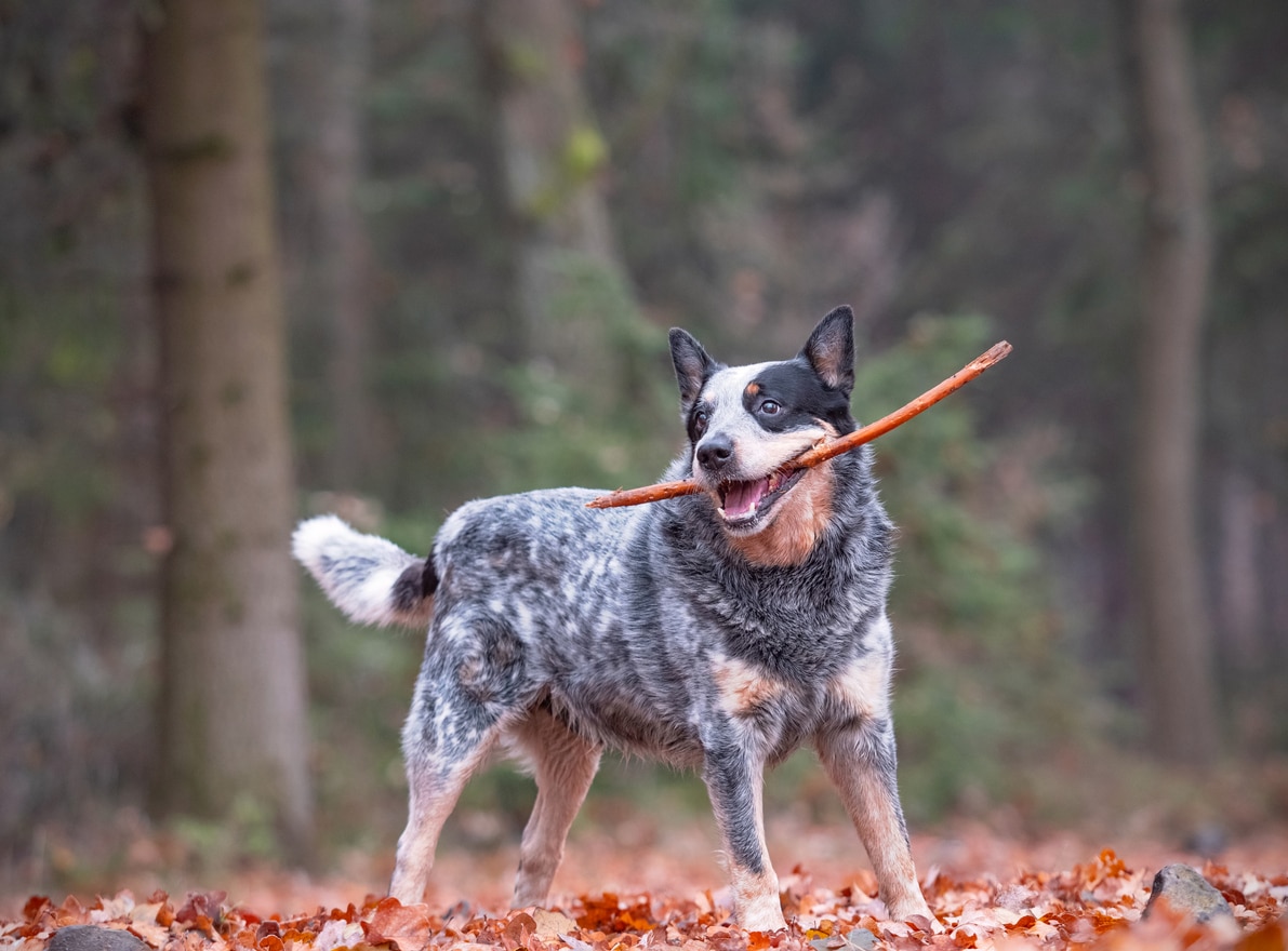 山鸟的澳洲牧牛犬外拿着大棒