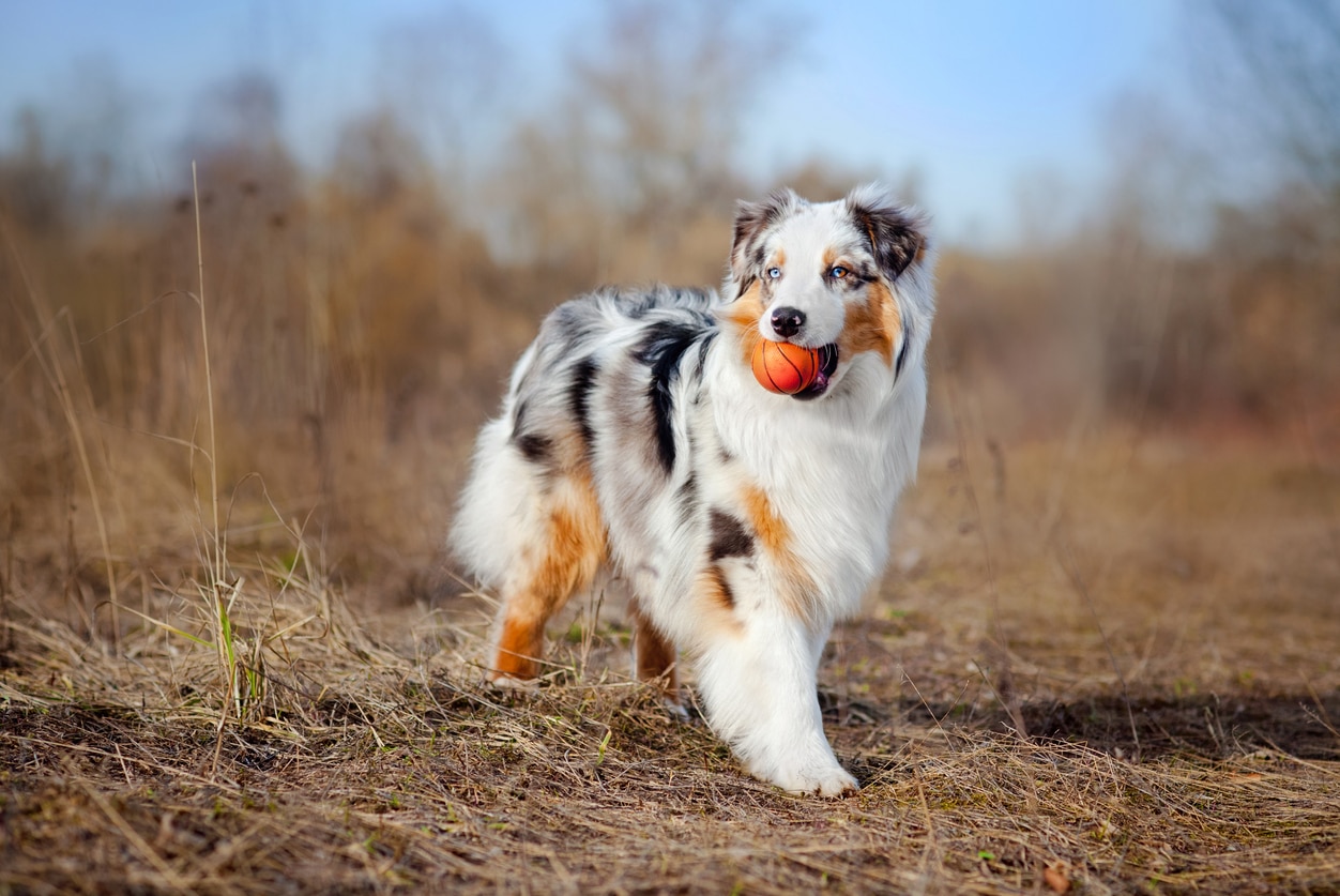 澳大利亚牧羊犬持有一个小篮球狗玩具