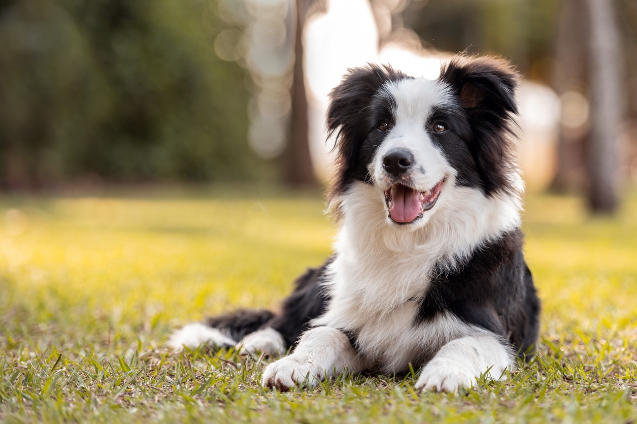 黑色和白色边境牧羊犬躺在草地上