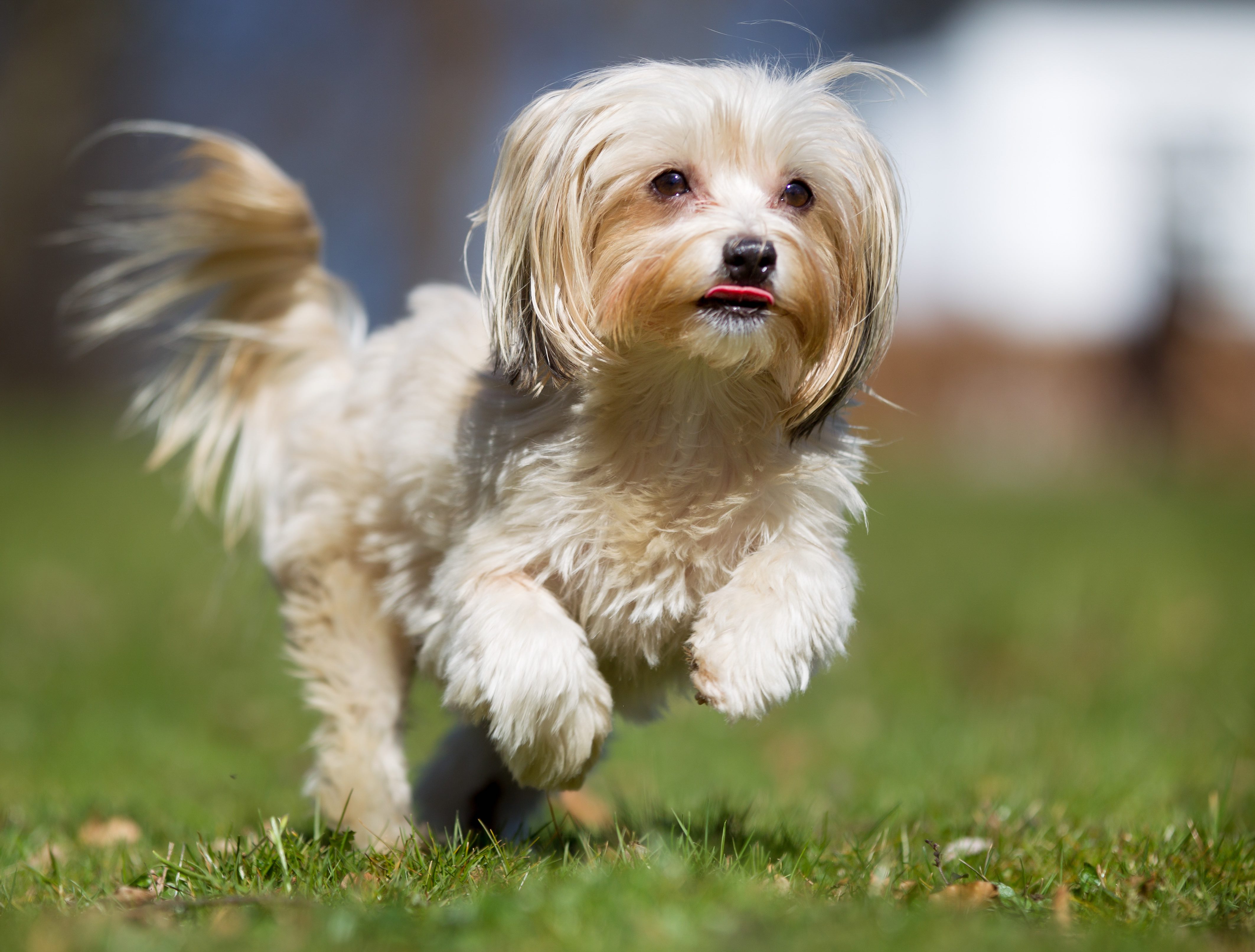 褐色和白色哈威那犬在草地上跑步