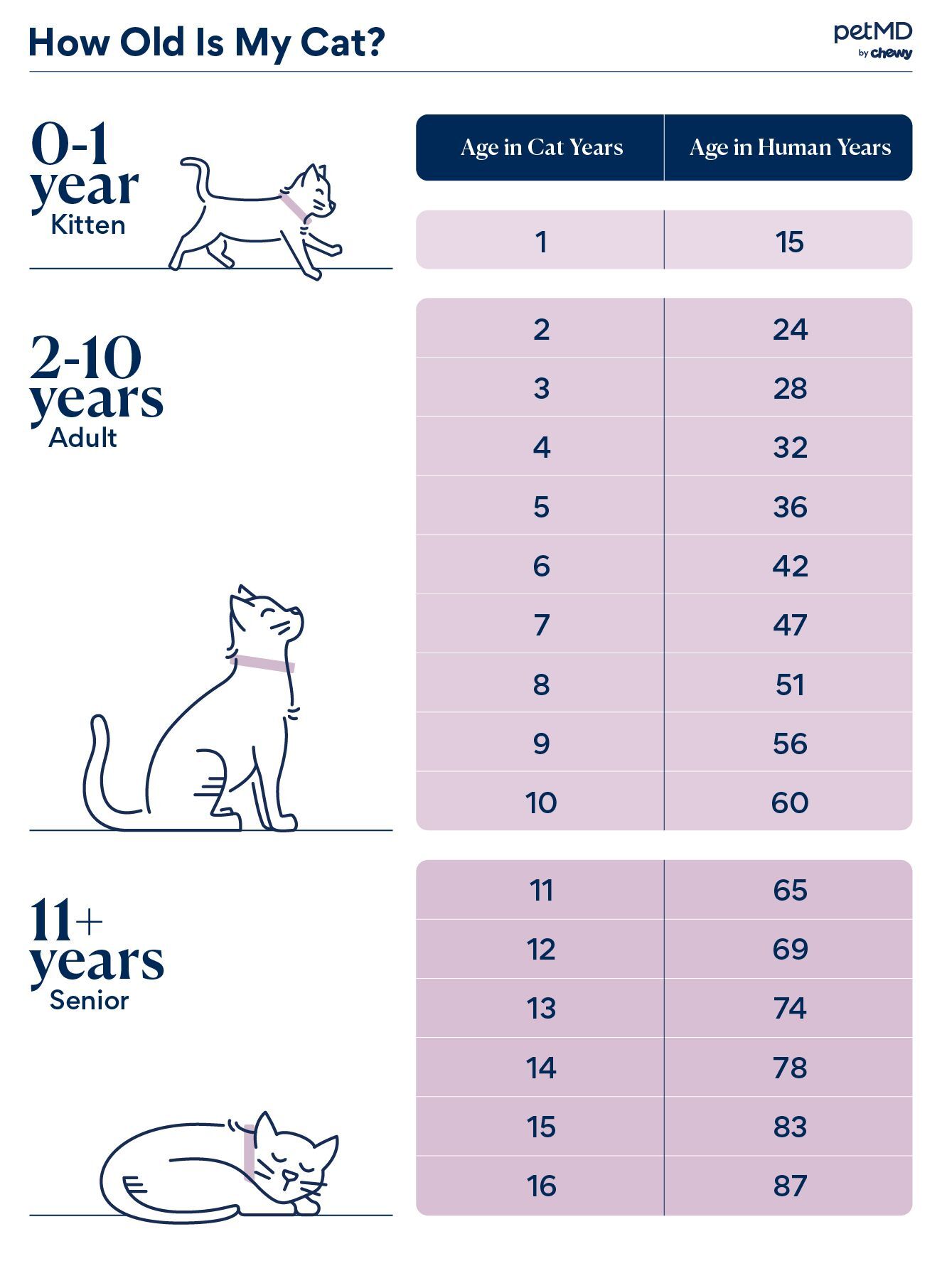 信息图表图详细的年龄转换一只猫的年龄对人类年。