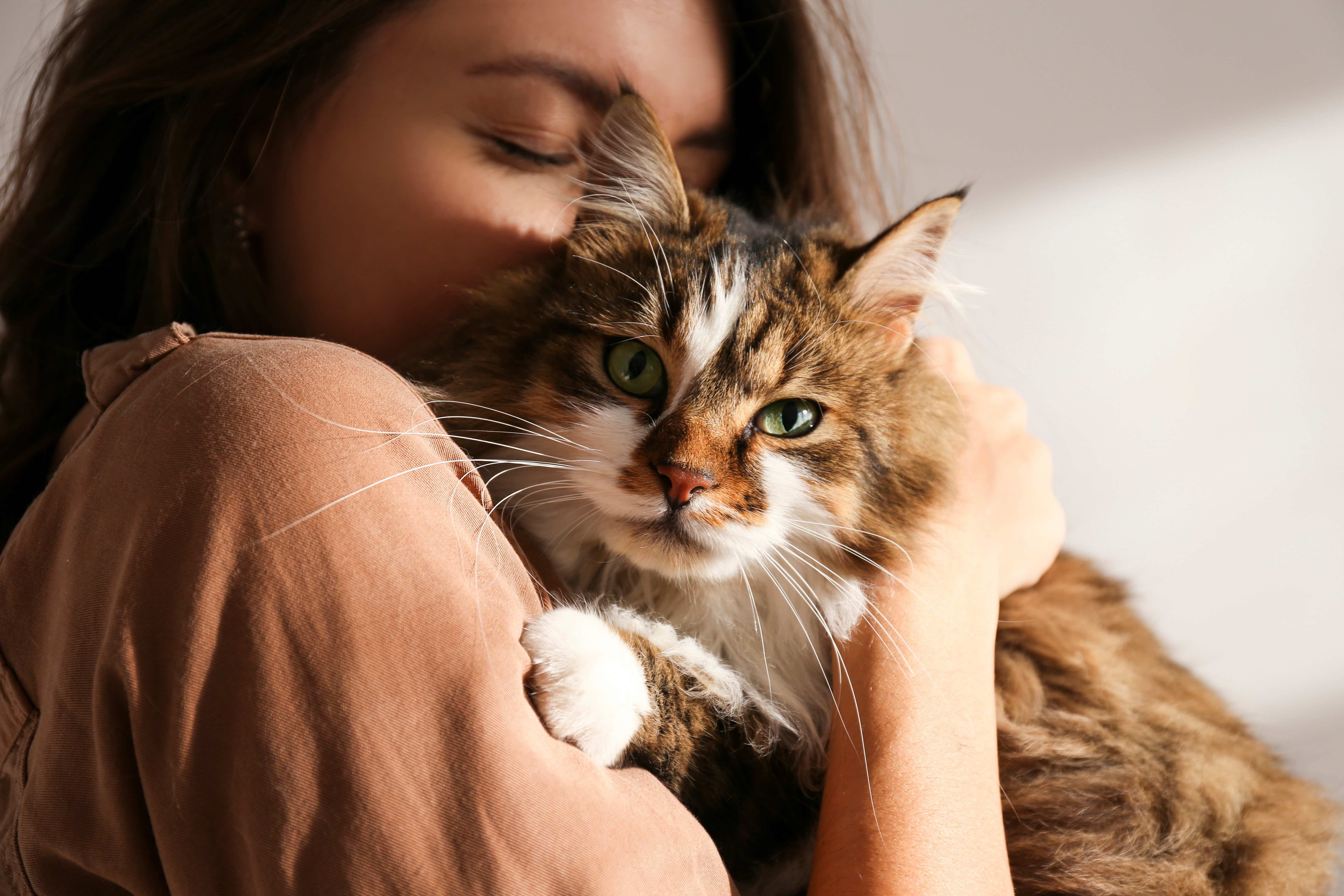 女人依偎长毛猫棕色和白色的西伯利亚猫