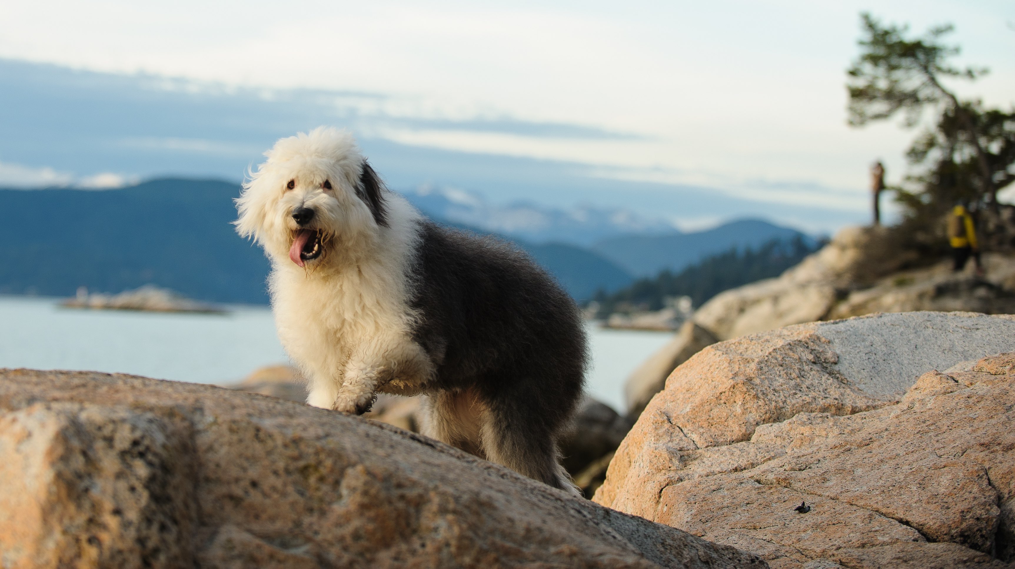 英国古代牧羊犬站在俯瞰mountainscape的大石头