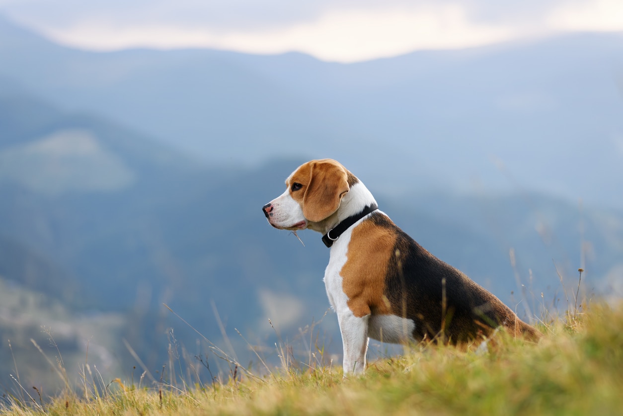 三色小猎犬狗坐在前面的一座山风景