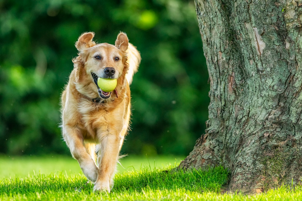 金毛猎犬运行在一个公园和一个网球