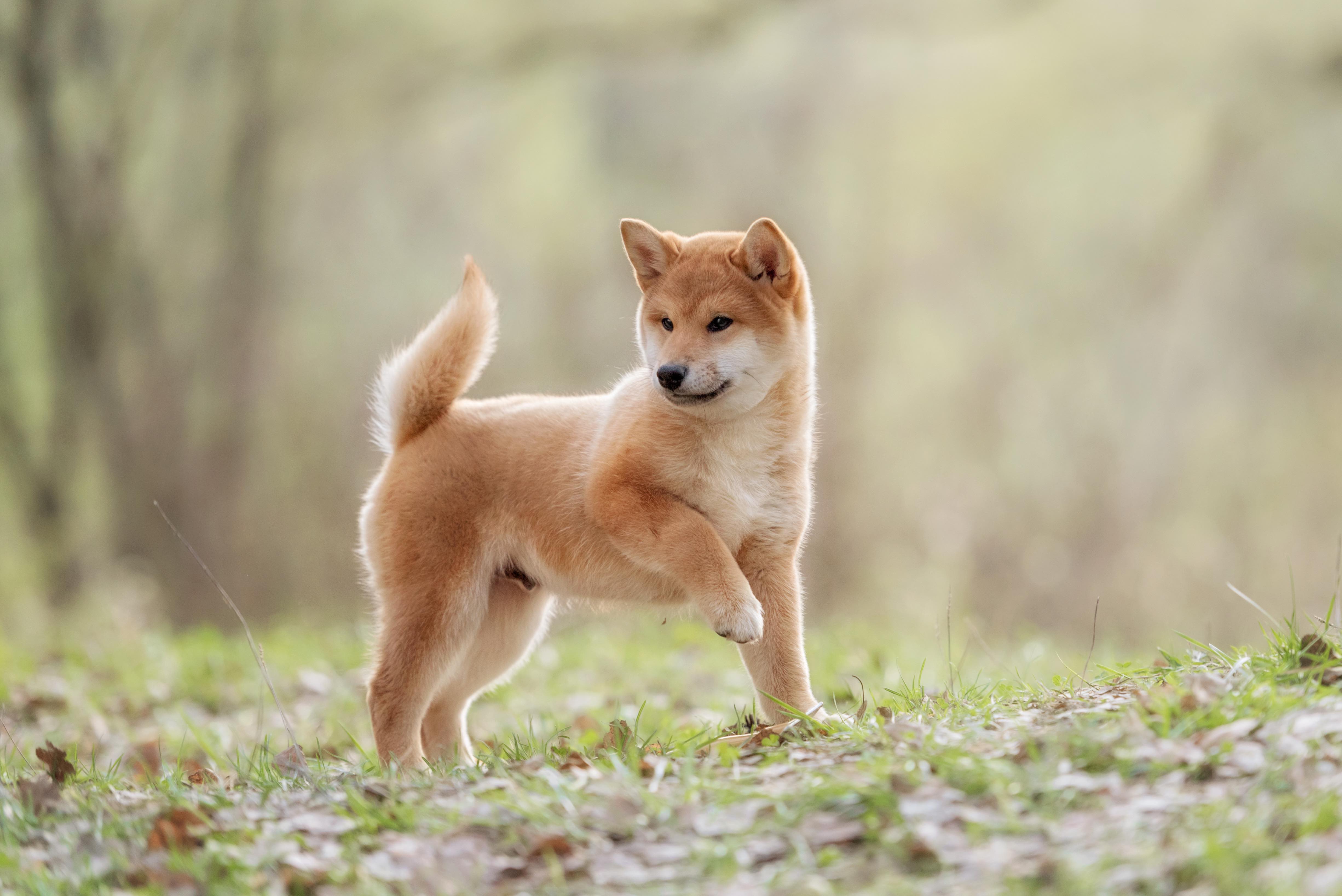 红色日本柴犬小狗之外