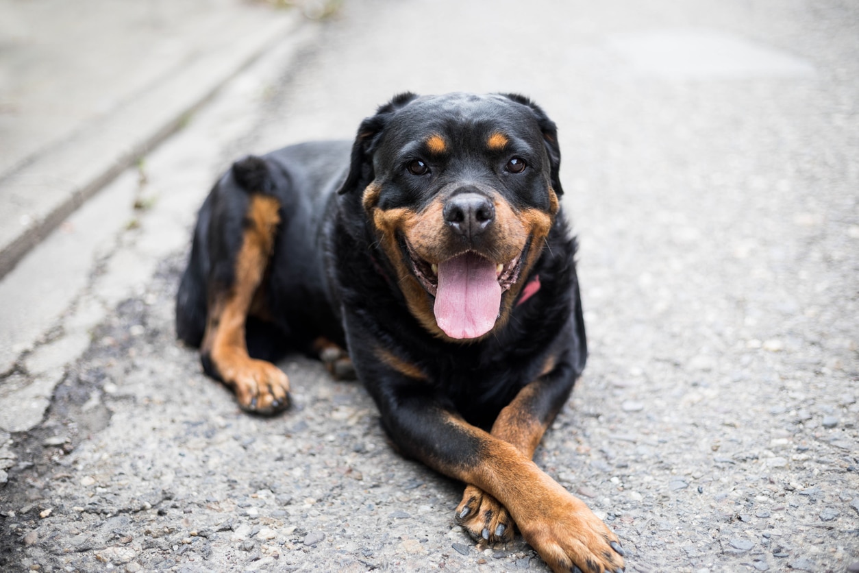 罗特韦尔犬躺在混凝土和对着镜头微笑