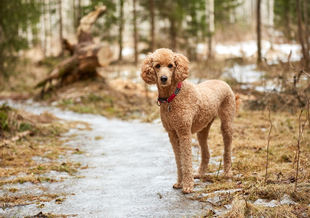 杏标准贵宾犬站在徒步旅行